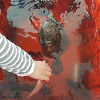 澎湖美食