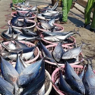 澎湖漁獲