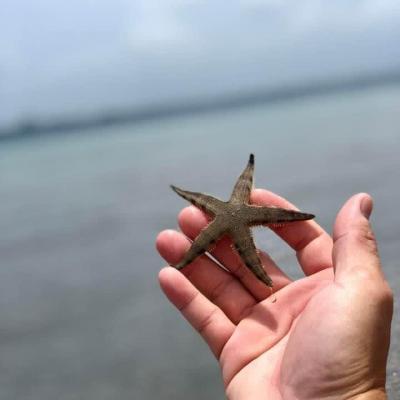 澎湖旅遊-海星