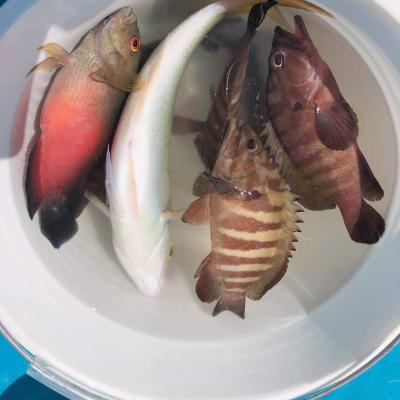 澎湖旅遊